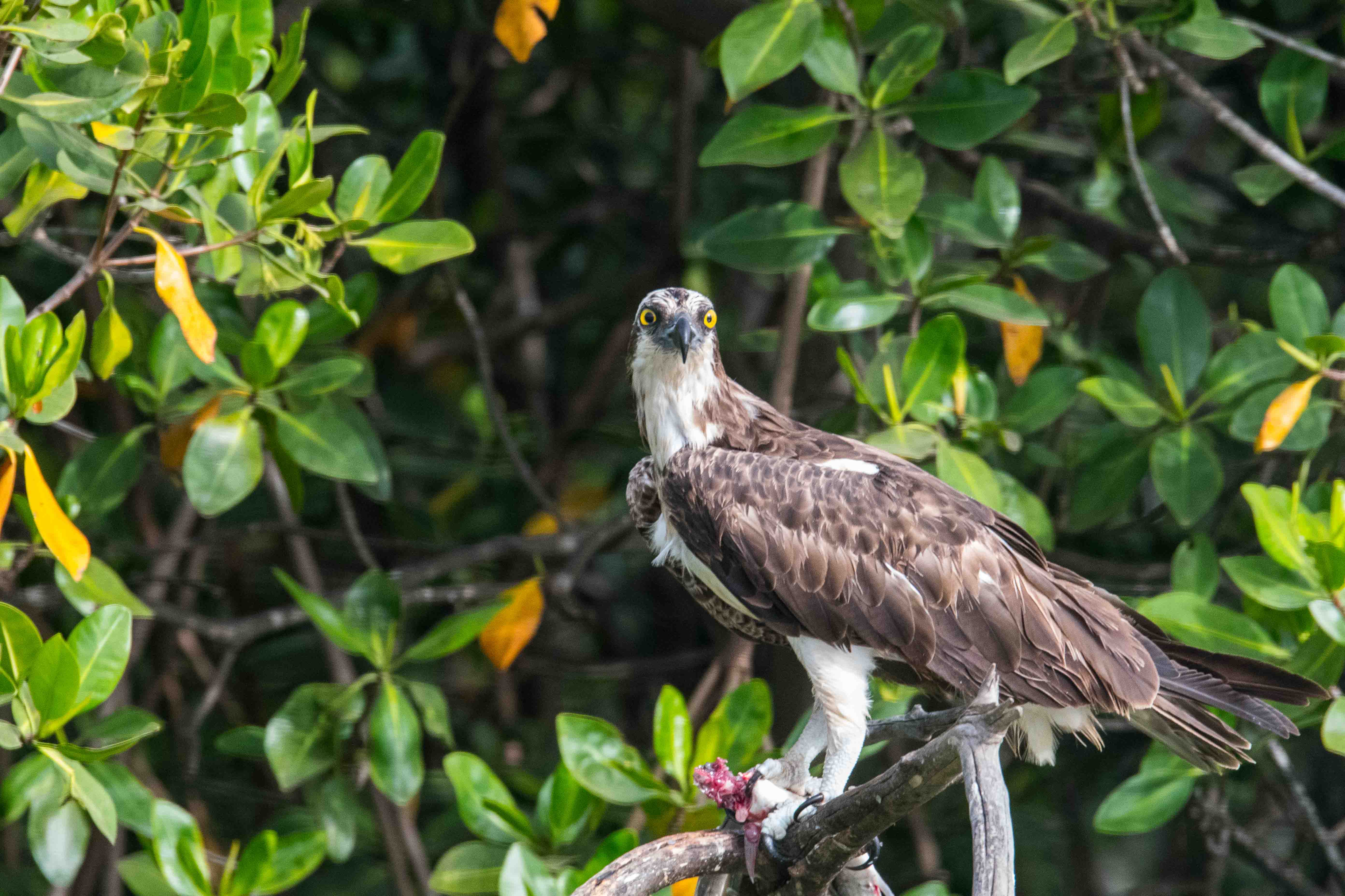 Balbuzard Pêcheur Juvénile (Osprey, Pandion Haliaetus) perché dans la mangrove avec le poisson qu'il vient de pêcher, Réserve Naturelle d'Intérêt Communautaire de la Somone. 